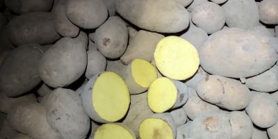 Sprzedam ziemniaki kaliber +45, +50mm . Pakowane w big