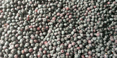 Sprzedaję 40 ton mrożonego, oczyszczonego pochodzenia zwierzęcego najwyższej jakości.