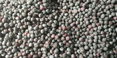 Sprzedaję 40 ton mrożonego, oczyszczonego pochodzenia zwierzęcego najwyższej jakości.