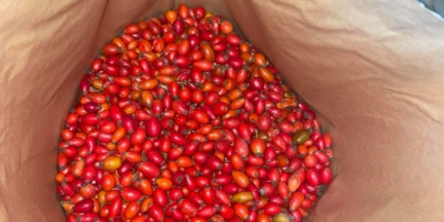 Sprzedam mrożone owoce dzikiej róży 40 ton. Najwyższej jakości