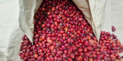 Sprzedam mrożone owoce dzikiej róży 40 ton. Najwyższej jakości