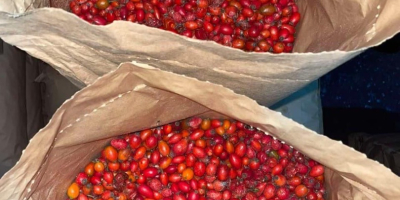 Sprzedam mrożone owoce dzikiej róży 40 ton. Najwyższej jakości