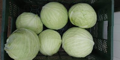 Sprzedam kapustę białą market lub przemysł kiszenie. Kapusta z