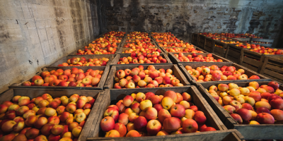 Sprzedam jabłka Idared. Pietrari, Dâmbovița. Dostępne około 5 ton.