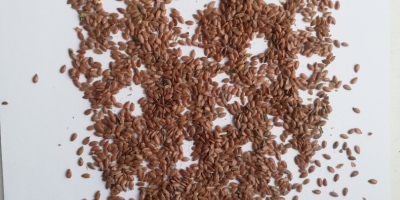 Sprzedajemy len brązowy bezpośrednio od producenta. FCA Kazachstan.