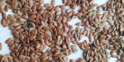 Sprzedajemy len brązowy bezpośrednio od producenta. FCA Kazachstan.