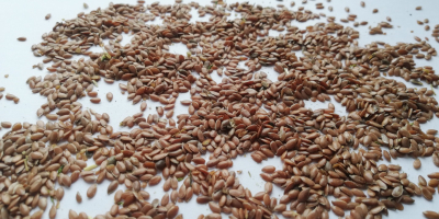 Sprzedajemy len brązowy bezpośrednio od producenta. FCA Kazachstan.