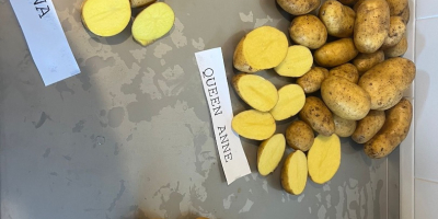 Sprzedam ziemniaki jadalne odmiany: Gala, Queen anna, Bernina, Corina.