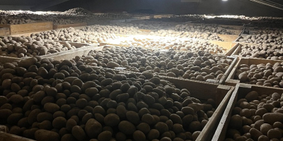 Sprzedam ziemniaki jadalne odmiany: Gala, Queen anna, Bernina, Corina.