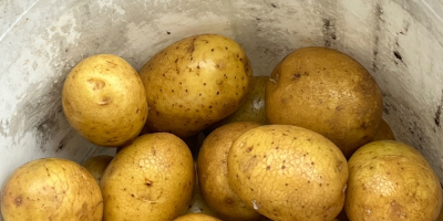 Sprzedam ziemniaki jadalne odmiany: Gala, Queen anna, Bernina, Corina.