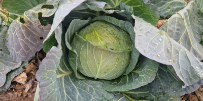 ŚWIEŻA BIAŁA KAPUSTA PROSTO OD PRODUCENTA, CZEKAMY NA PAŃSTWA