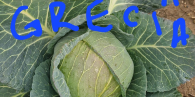 ŚWIEŻA BIAŁA KAPUSTA PROSTO OD PRODUCENTA, CZEKAMY NA PAŃSTWA