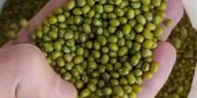 Sprzedajemy fasolę hurtowo: - fasolę białą, kaliber 260-270 ziaren,