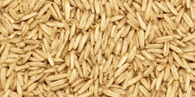 Sprzedam Owies Produkcja 2025, 35 lei/worek 3 sztuki podwójne.