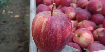 Witam Posiadam do sprzedania 100 ton gali paskowanej