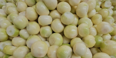 Dzień dobry Nawiąże stałą współpracę z odbiorcami cebuli obranej.W