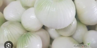 Dzień dobry Nawiąże stałą współpracę z odbiorcami cebuli obranej.W