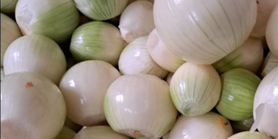 Dzień dobry Nawiąże stałą współpracę z odbiorcami cebuli obranej.W