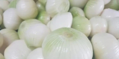 Dzień dobry Nawiąże stałą współpracę z odbiorcami cebuli obranej.W