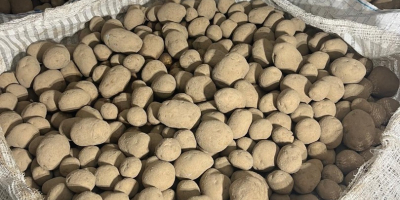 Sprzedam ziemniaki jadalne odmiany Vineta. Ziemniak kwalifikowany klasy A.