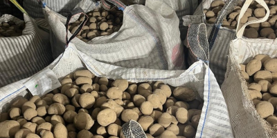 Sprzedam ziemniaki jadalne odmiany Vineta. Ziemniak kwalifikowany klasy A.