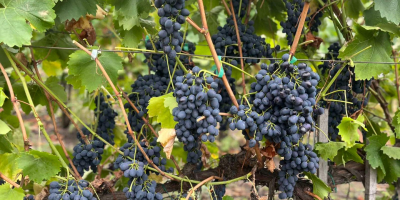 winogrona deserowe na eksport oferujemy dobrą jakość fakturę, duże