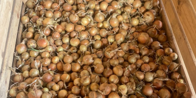 Witam, sprzedam Cebulę Białą i Czerwoną uprawianą z nasion