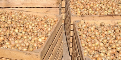 Witam, sprzedam Cebulę Białą i Czerwoną uprawianą z nasion