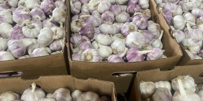 Sprzedam czosnek harnas kaliber 50 + 60 + Posiadamy