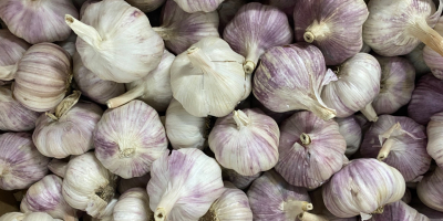 Sprzedam czosnek harnas kaliber 50 + 60 + Posiadamy