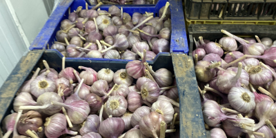 Sprzedam czosnek harnas kaliber 50 + 60 + Posiadamy