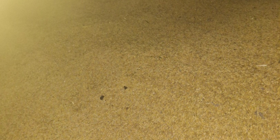 Sprzedam owies, wiecej informacji telefonicznie [telefon]