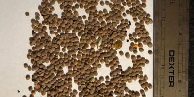 Mamy na stanie 22 tony soczewicy czerwonej z Kazachstanu.