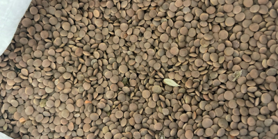 Mamy na stanie 22 tony soczewicy czerwonej z Kazachstanu.