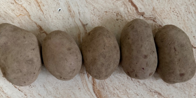 Ziemniaki żółte oraz czerwone Queen Anna Colombo Lili Essme