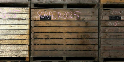 Sprzedam ziemniaki ekologiczne – odmiana SORAYA. Oferujemy do sprzedaży