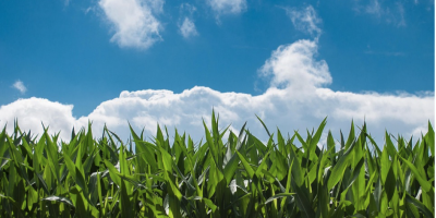 Kupię kukurydze suchą- każda ilość, (25 ton+) Kupię kukurydze