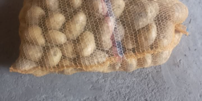 Sprzedam ziemniaki odmiany denar 10 zł za woreczek. Zapraszam