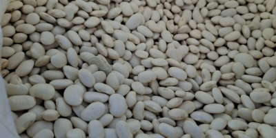 Sprzedam ilosci calosamochodowe fasoli jaś karłowy. Pakowanie wedle uznania,