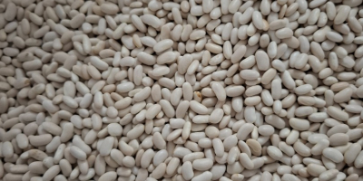 Sprzedam ilosci calosamochodowe fasoli jaś karłowy. Pakowanie wedle uznania,