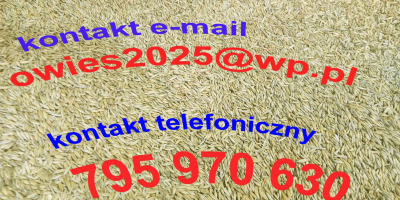 Sprzedam owies ze zbiorów 2025 r. Łącznie mam około