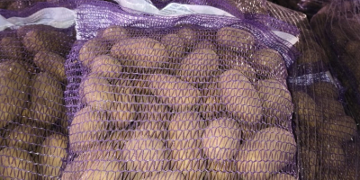 SPRZEDAM - Ziemniaki z możliwością badań FITO. Ilości Tirowe