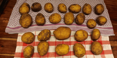 Sprzedam 500 ton ziemniaków odmiany Fontane w skrzyniach. W