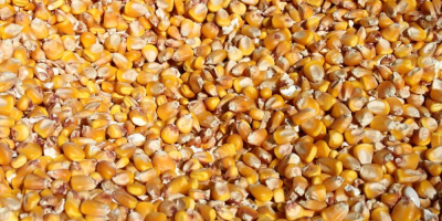 Belgijska firma (+13 lat) poszukuje wilgotnej kukurydzy ziarnistej w