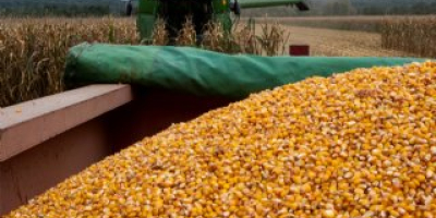 Belgijska firma (+13 lat) poszukuje wilgotnej kukurydzy ziarnistej w