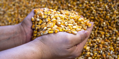 Belgijska firma (+13 lat) poszukuje wilgotnej kukurydzy ziarnistej w