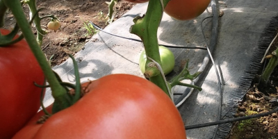 Pomidory malinowe ładnie wypełnione, słodkie, z małą liczbą nasion.