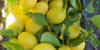 Sprzedam wysokiej jakości cytryny. W razie pytań chętnie udzielę