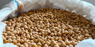 Oferujemy argentyńską ciecierzycę w jakości Sortex o granulacji 7