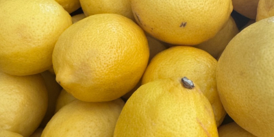 Zakupimy cytrynę, pomarańczę Valencia, limonkę, grejpfruta STAR RUBI lub